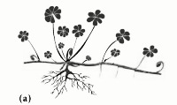 Online Flora of the Maltese Islands 2002-2019)