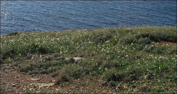 Narcissus_tazetta_Halfa