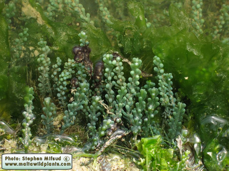 Caulerpa racemosa (Sea grape). This page is part of www.MaltaWildPlants.com website by Stephen Mifsud, Malta