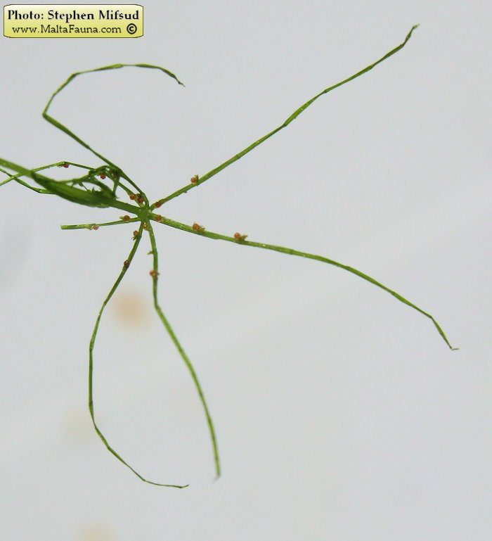 Chara vulgaris (). This page is part of www.MaltaWildPlants.com website by Stephen Mifsud, Malta