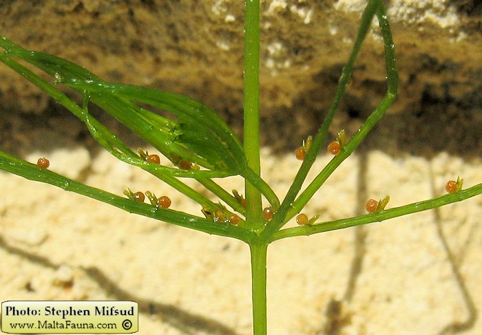 Chara vulgaris (). This page is part of www.MaltaWildPlants.com website by Stephen Mifsud, Malta