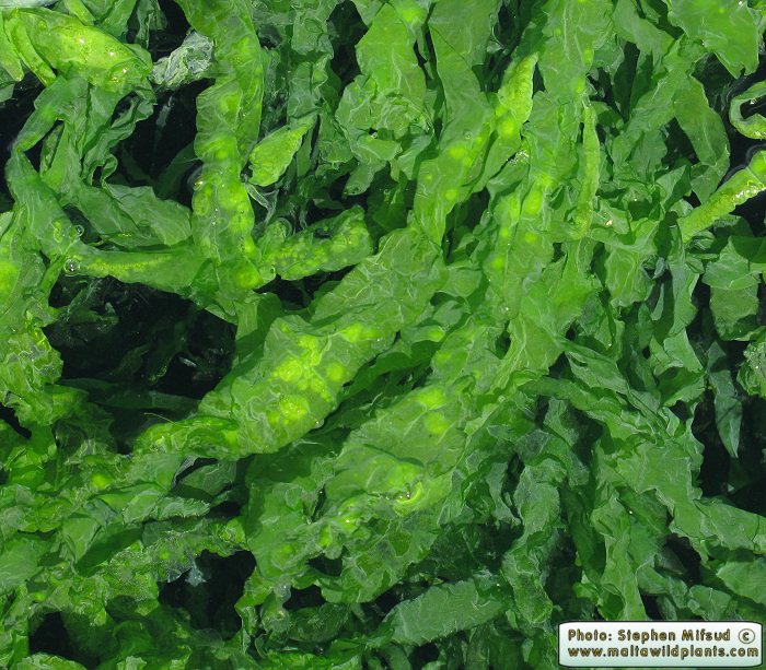 Ulva intestinalis (Gut Weed). This page is part of www.MaltaWildPlants.com website by Stephen Mifsud, Malta