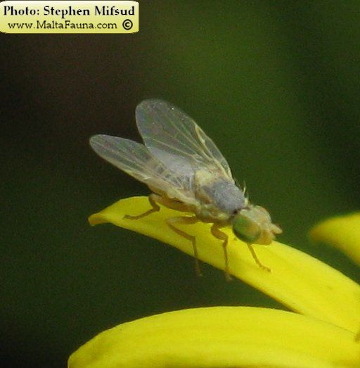 Acanthophilus helianthi (Safflower fly). This page is part of www.MaltaWildPlants.com website by Stephen Mifsud, Malta
