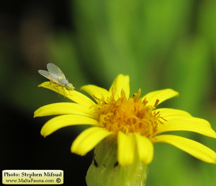 Acanthophilus helianthi (Safflower fly). This page is part of www.MaltaWildPlants.com website by Stephen Mifsud, Malta
