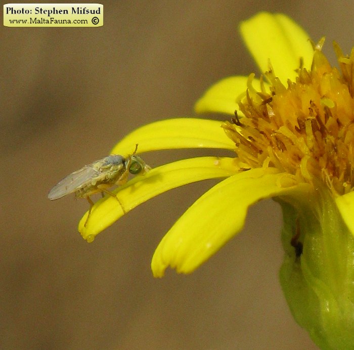 Acanthophilus helianthi (Safflower fly). This page is part of www.MaltaWildPlants.com website by Stephen Mifsud, Malta