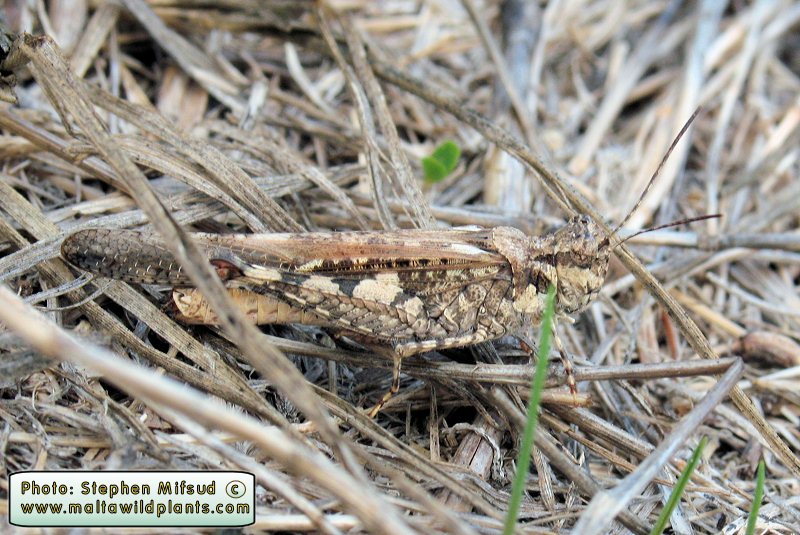 Acrotylus patruelis (Slender Red-winged Grasshopper). This page is part of www.MaltaWildPlants.com website by Stephen Mifsud, Malta