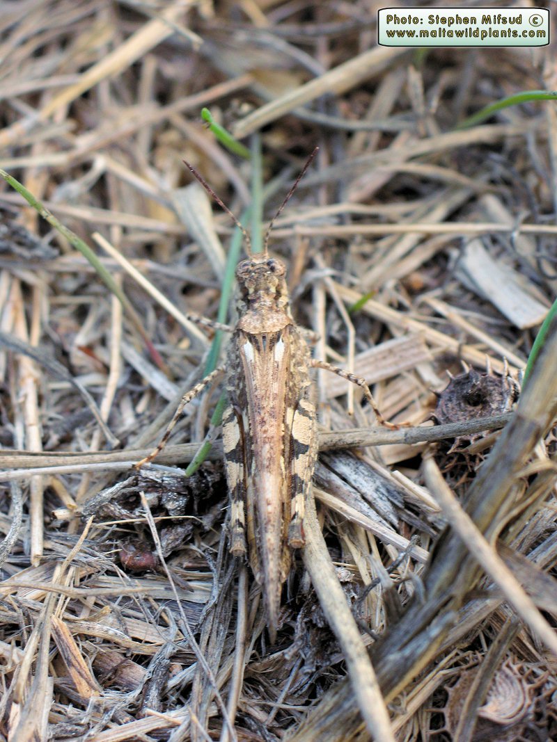 Acrotylus patruelis (Slender Red-winged Grasshopper). This page is part of www.MaltaWildPlants.com website by Stephen Mifsud, Malta