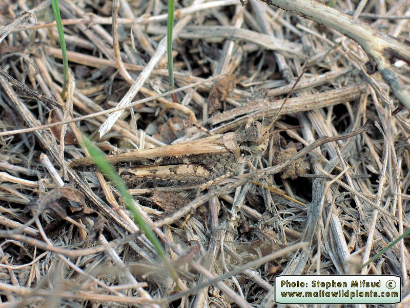 Acrotylus patruelis (Slender Red-winged Grasshopper). This page is part of www.MaltaWildPlants.com website by Stephen Mifsud, Malta