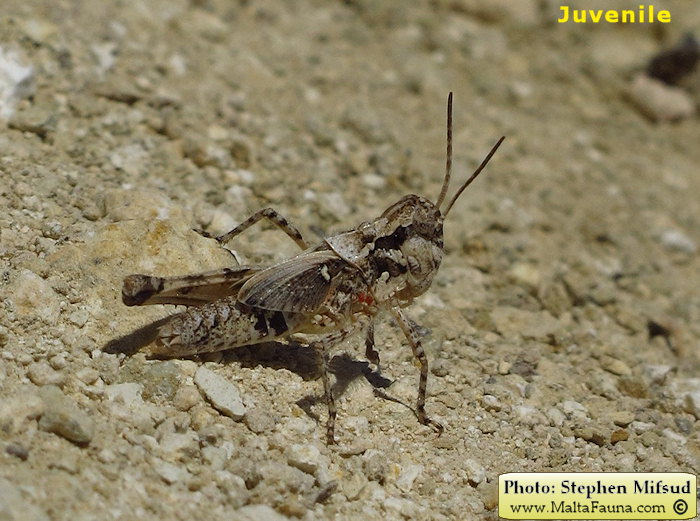 Acrotylus patruelis (Slender Red-winged Grasshopper). This page is part of www.MaltaWildPlants.com website by Stephen Mifsud, Malta