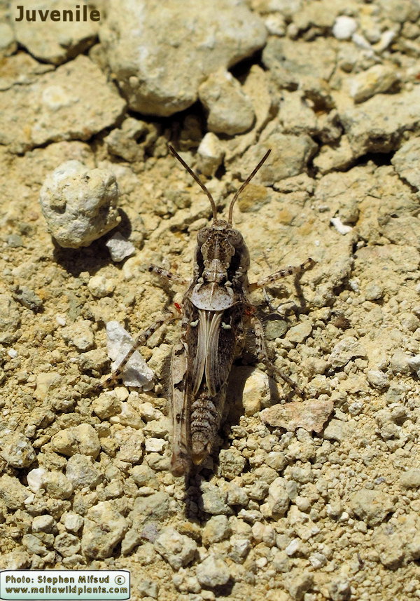 Acrotylus patruelis (Slender Red-winged Grasshopper). This page is part of www.MaltaWildPlants.com website by Stephen Mifsud, Malta