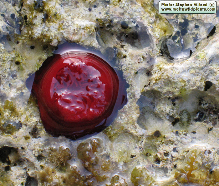 Actinia equina (Beadlet anemone). This page is part of www.MaltaWildPlants.com website by Stephen Mifsud, Malta
