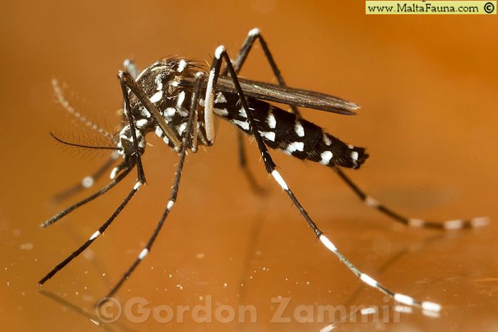Aedes albopictus (Tiger mosquito). This page is part of www.MaltaWildPlants.com website by Stephen Mifsud, Malta