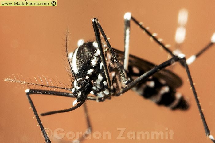 Aedes albopictus (Tiger mosquito). This page is part of www.MaltaWildPlants.com website by Stephen Mifsud, Malta