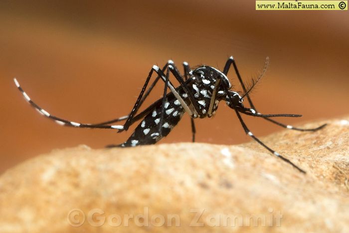 Aedes albopictus (Tiger mosquito). This page is part of www.MaltaWildPlants.com website by Stephen Mifsud, Malta