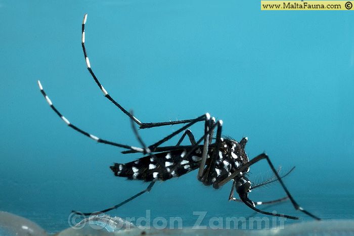 Aedes albopictus (Tiger mosquito). This page is part of www.MaltaWildPlants.com website by Stephen Mifsud, Malta