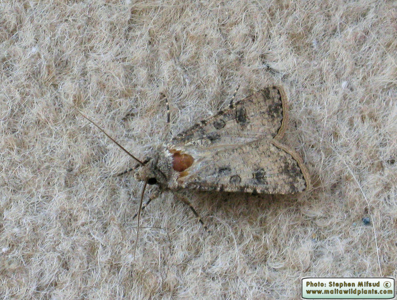 Agrotis segetum (Turnip Moth). This page is part of www.MaltaWildPlants.com website by Stephen Mifsud, Malta