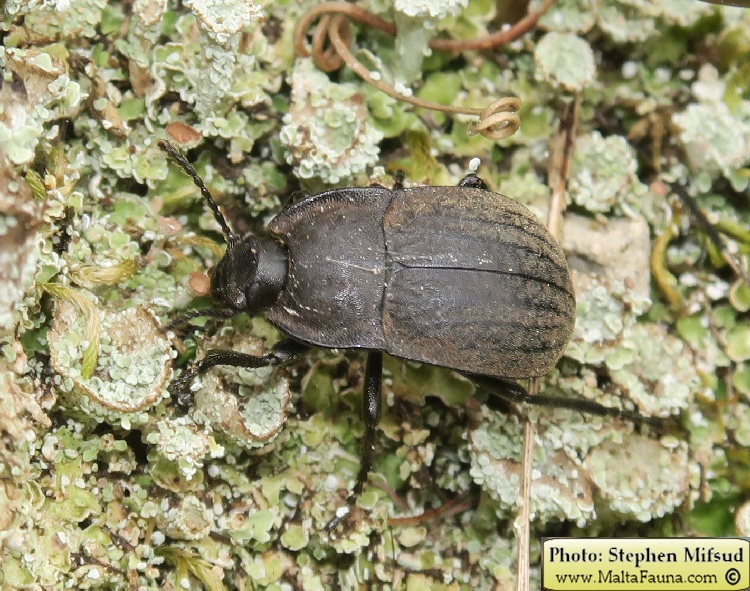 Alphasida grossa melitana (Tortoise darkling beetle). This page is part of www.MaltaWildPlants.com website by Stephen Mifsud, Malta