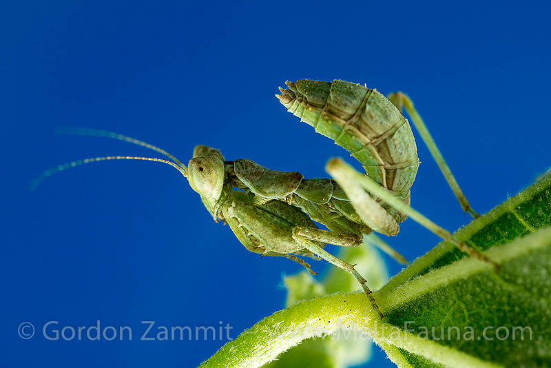 Ameles spallanzania (European Dwarf Mantis). This page is part of www.MaltaWildPlants.com website by Stephen Mifsud, Malta
