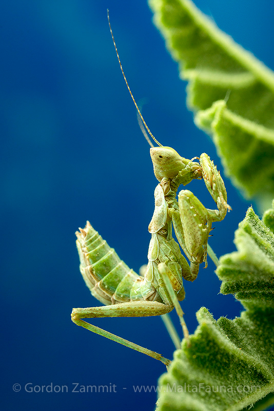 Ameles spallanzania (European Dwarf Mantis). This page is part of www.MaltaWildPlants.com website by Stephen Mifsud, Malta