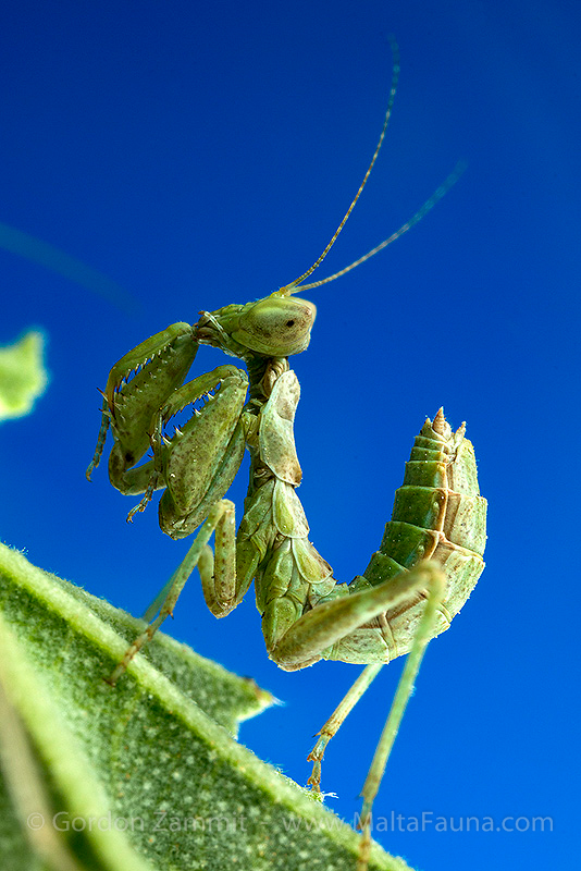 Ameles spallanzania (European Dwarf Mantis). This page is part of www.MaltaWildPlants.com website by Stephen Mifsud, Malta