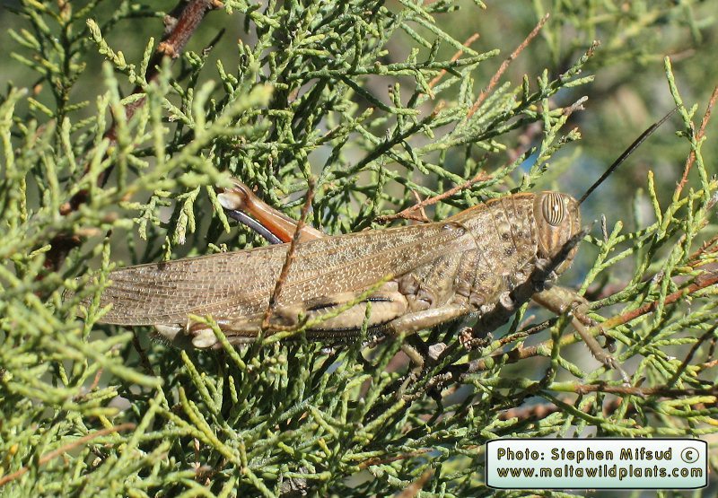 Anacridium aegyptium (Egyptian Locust). This page is part of www.MaltaWildPlants.com website by Stephen Mifsud, Malta
