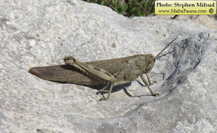 Anacridium aegyptium (Egyptian Locust). This page is part of www.MaltaWildPlants.com website by Stephen Mifsud, Malta