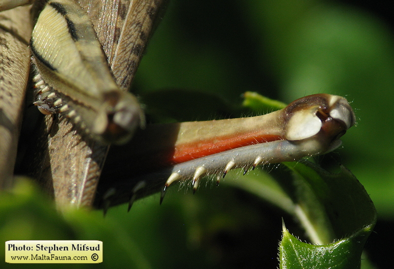 Anacridium aegyptium (Egyptian Locust). This page is part of www.MaltaWildPlants.com website by Stephen Mifsud, Malta