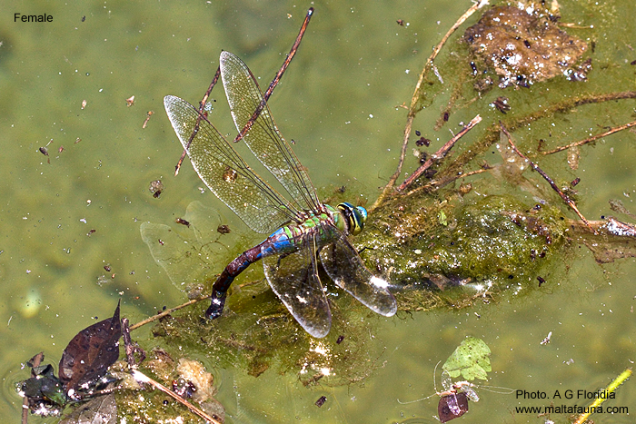 Anax imperator (Blue Emperor). This page is part of www.MaltaWildPlants.com website by Stephen Mifsud, Malta