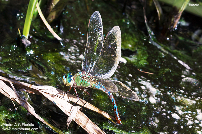 Anax imperator (Blue Emperor). This page is part of www.MaltaWildPlants.com website by Stephen Mifsud, Malta