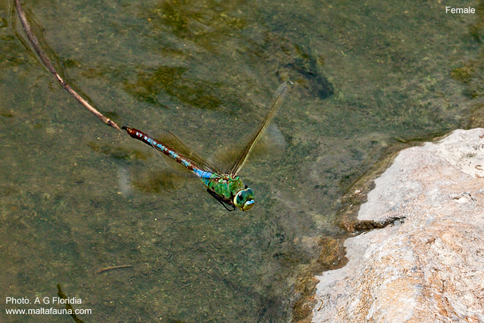 Anax imperator (Blue Emperor). This page is part of www.MaltaWildPlants.com website by Stephen Mifsud, Malta