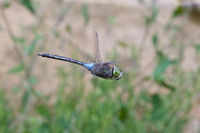 Anax parthenope (Lesser Emperor Dragonfly). This page is part of www.MaltaWildPlants.com website by Stephen Mifsud, Malta