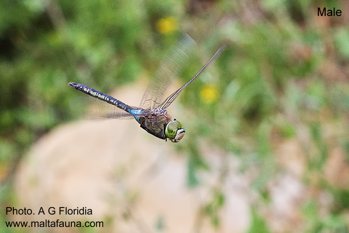 Anax parthenope (Lesser Emperor Dragonfly). This page is part of www.MaltaWildPlants.com website by Stephen Mifsud, Malta