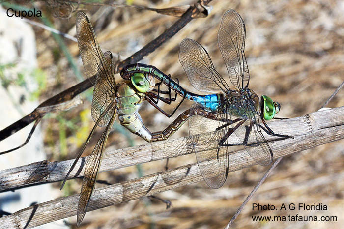 Anax parthenope (Lesser Emperor Dragonfly). This page is part of www.MaltaWildPlants.com website by Stephen Mifsud, Malta