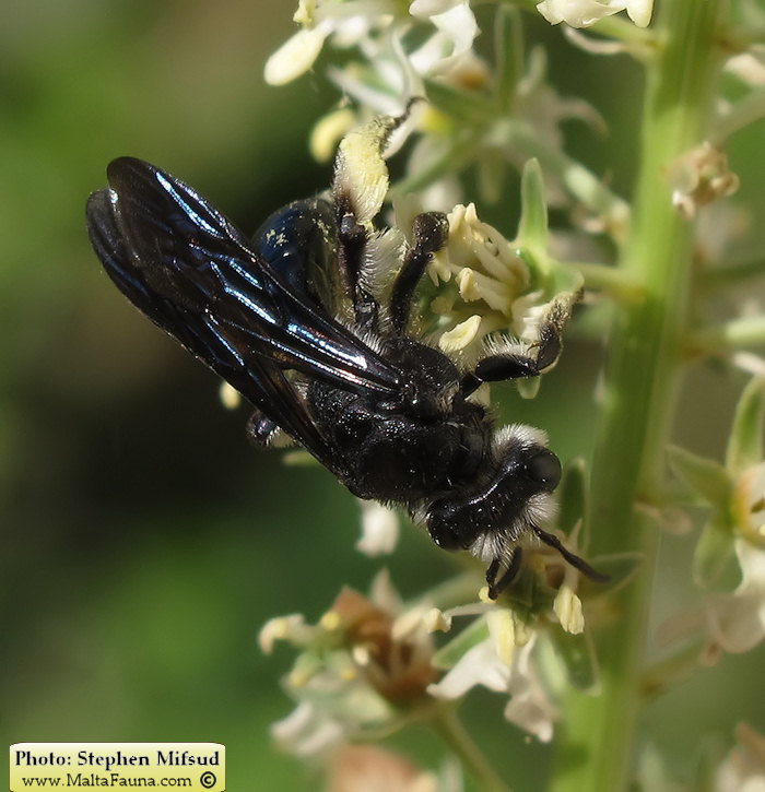 Andrena agilissima (Agile Mining Bee). This page is part of www.MaltaWildPlants.com website by Stephen Mifsud, Malta