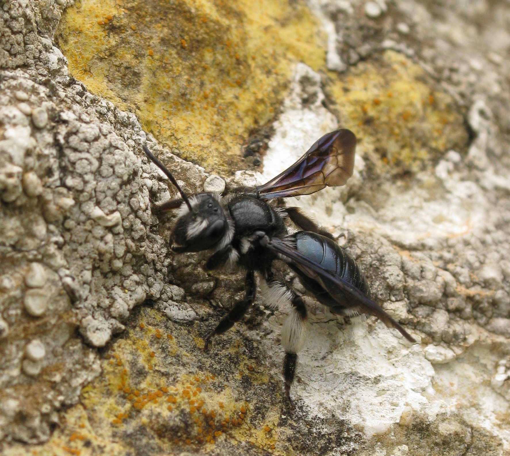 Andrena agilissima (Agile Mining Bee). This page is part of www.MaltaWildPlants.com website by Stephen Mifsud, Malta