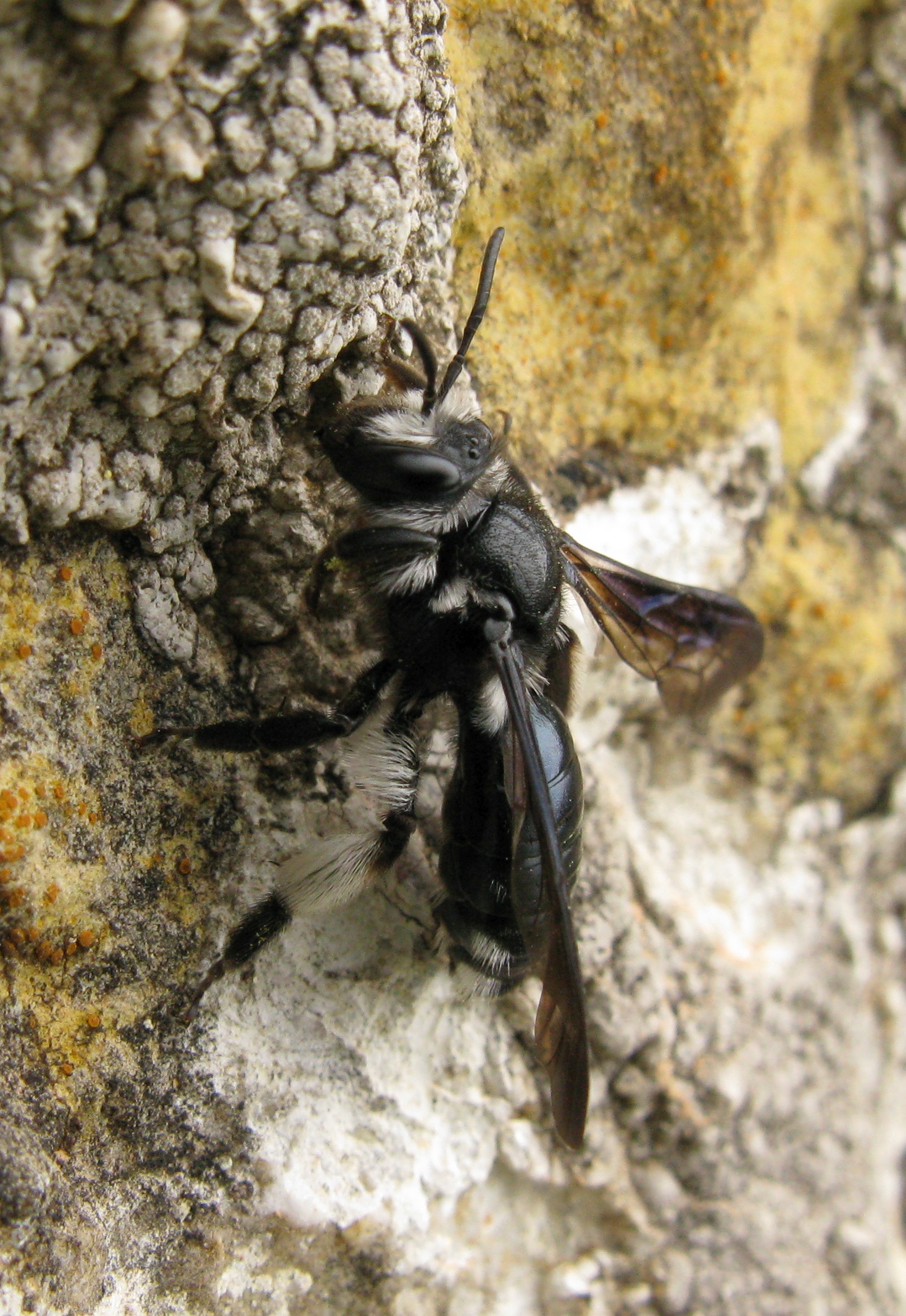 Andrena agilissima (Agile Mining Bee). This page is part of www.MaltaWildPlants.com website by Stephen Mifsud, Malta