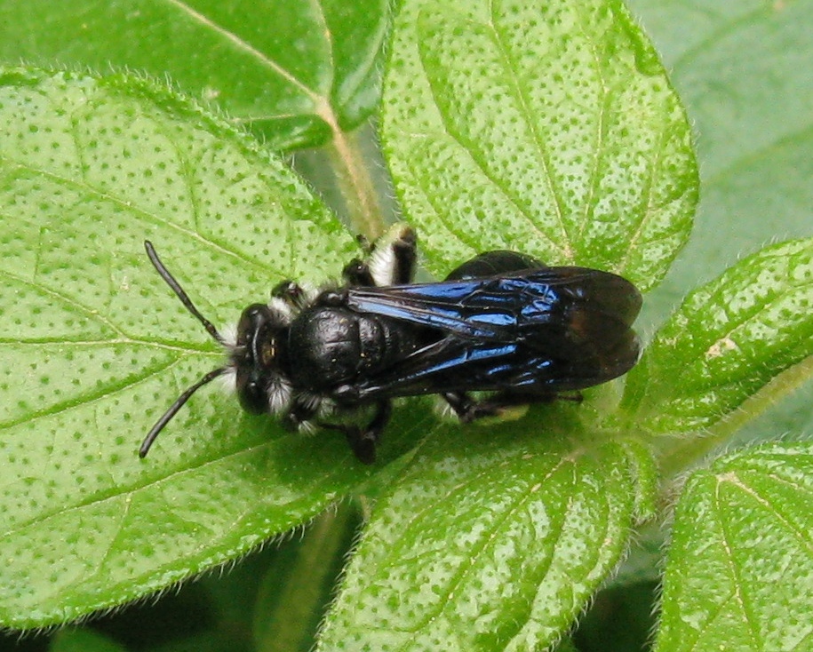 Andrena agilissima (Agile Mining Bee). This page is part of www.MaltaWildPlants.com website by Stephen Mifsud, Malta
