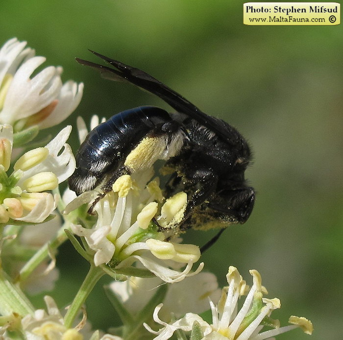 Andrena agilissima (Agile Mining Bee). This page is part of www.MaltaWildPlants.com website by Stephen Mifsud, Malta