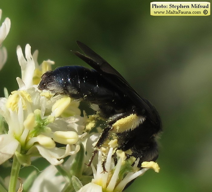 Andrena agilissima (Agile Mining Bee). This page is part of www.MaltaWildPlants.com website by Stephen Mifsud, Malta