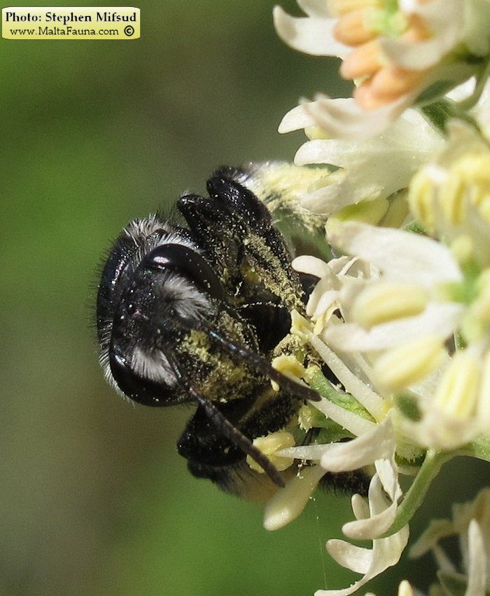 Andrena agilissima (Agile Mining Bee). This page is part of www.MaltaWildPlants.com website by Stephen Mifsud, Malta