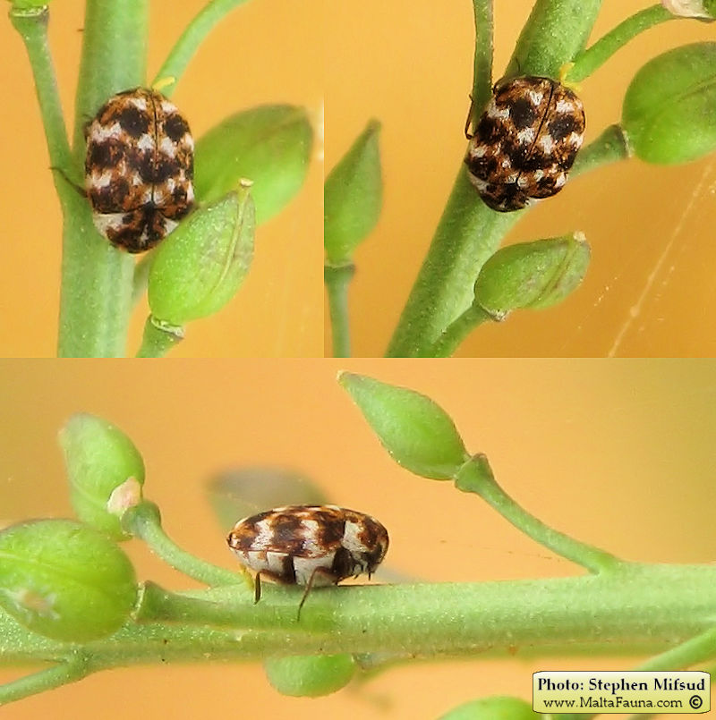 Anthrenus verbasci (Varied Carpet Beetle). This page is part of www.MaltaWildPlants.com website by Stephen Mifsud, Malta