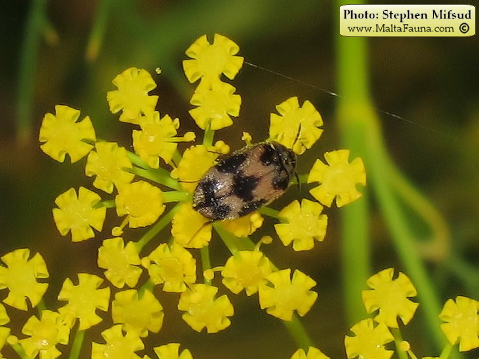 Anthrenus verbasci (Varied Carpet Beetle). This page is part of www.MaltaWildPlants.com website by Stephen Mifsud, Malta