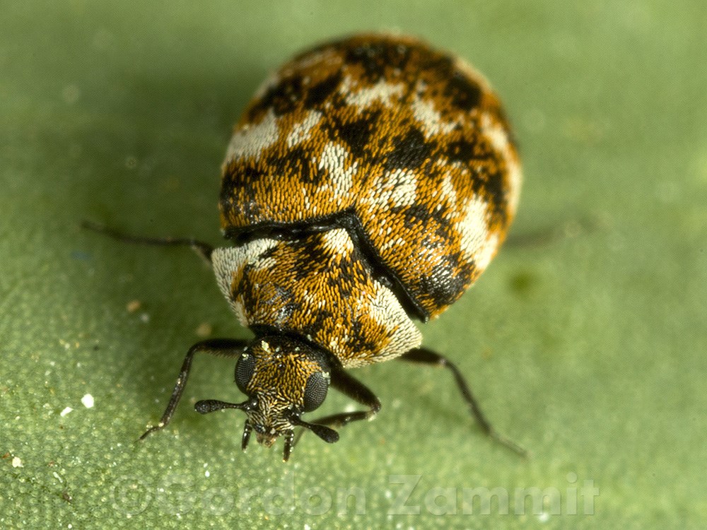 Anthrenus verbasci (Varied Carpet Beetle). This page is part of www.MaltaWildPlants.com website by Stephen Mifsud, Malta