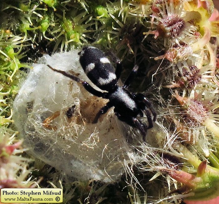 Aphantaulax cincta (). This page is part of www.MaltaWildPlants.com website by Stephen Mifsud, Malta