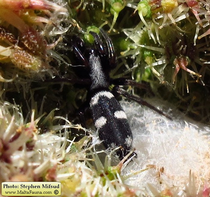 Aphantaulax cincta (). This page is part of www.MaltaWildPlants.com website by Stephen Mifsud, Malta