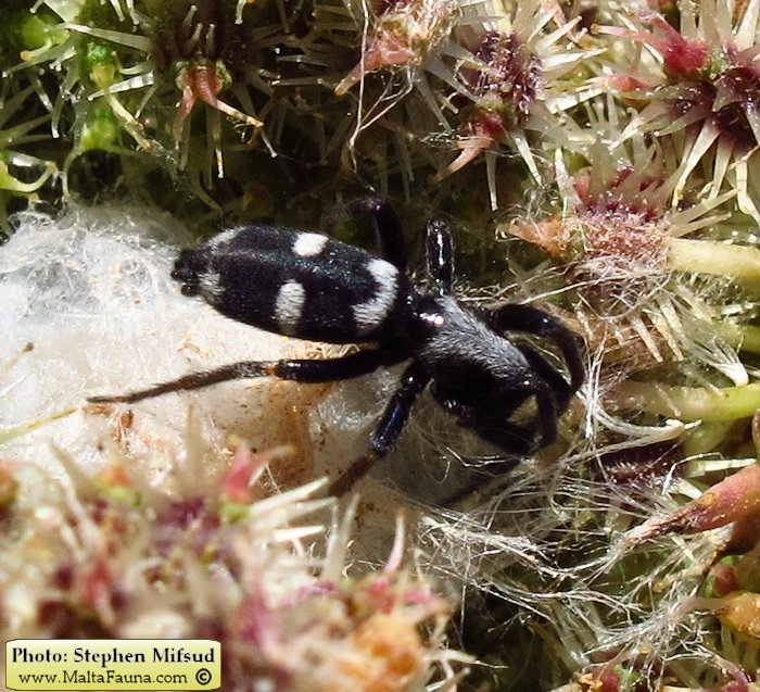 Aphantaulax cincta (). This page is part of www.MaltaWildPlants.com website by Stephen Mifsud, Malta