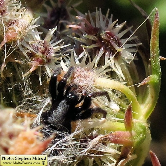 Aphantaulax cincta (). This page is part of www.MaltaWildPlants.com website by Stephen Mifsud, Malta