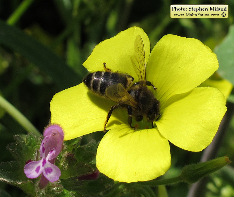 Apis mellifera ruttneri (Maltese Honey Bee). This page is part of www.MaltaWildPlants.com website by Stephen Mifsud, Malta