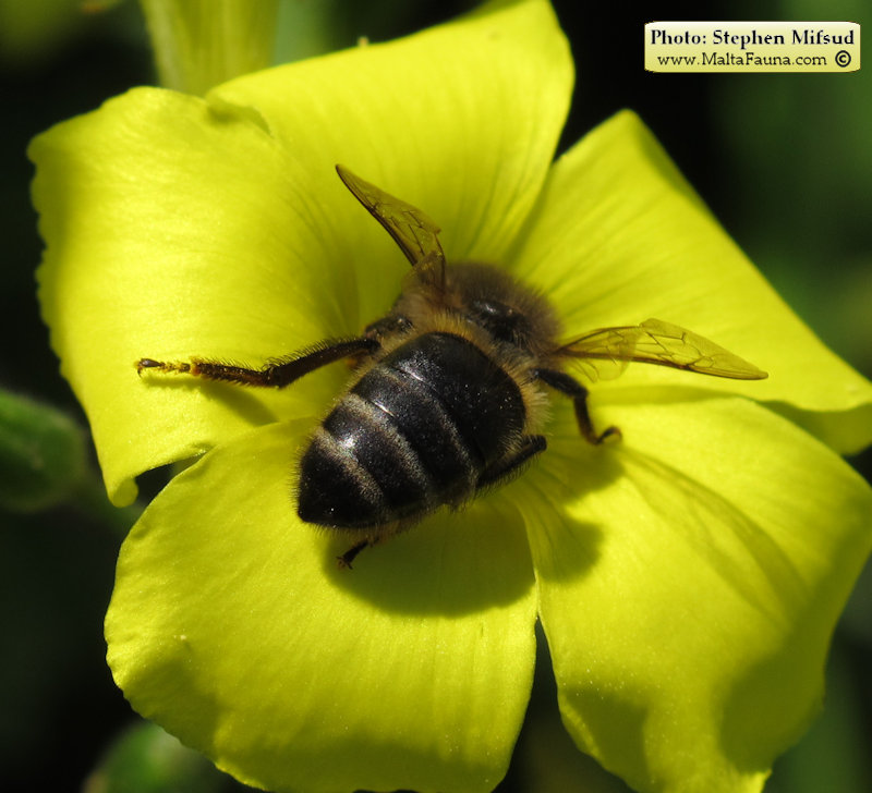 Apis mellifera ruttneri (Maltese Honey Bee). This page is part of www.MaltaWildPlants.com website by Stephen Mifsud, Malta