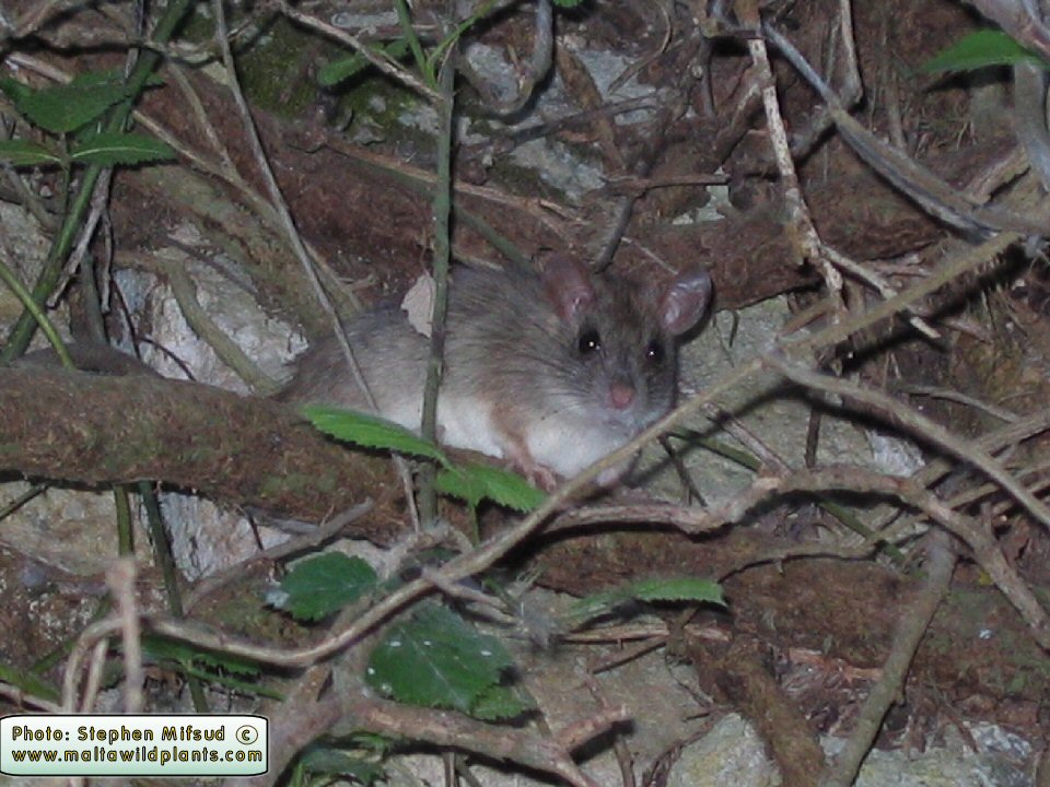 Apodemus sylvaticus (Long-tailed field mouse). This page is part of www.MaltaWildPlants.com website by Stephen Mifsud, Malta